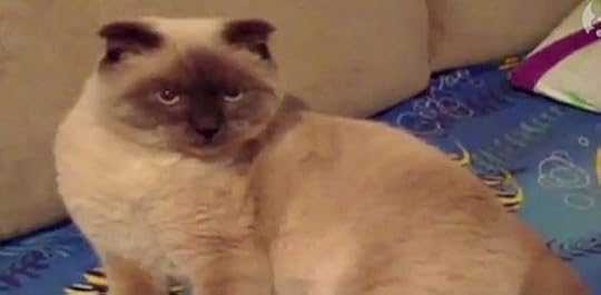 siberian-cat-mayor