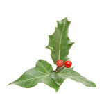 Holly and ivy