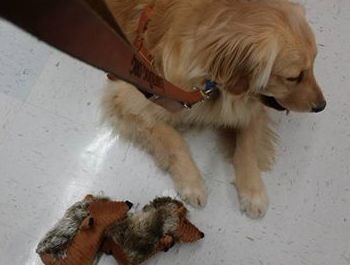 This is a picture of Leader Dog Jemma lying on the floor at Walmart with 2 hedgehog toys beside her. I have just said, 