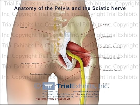 sciatic