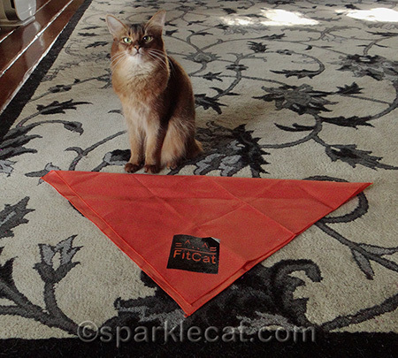Somali cat, orange bandana