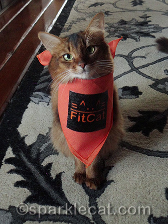 somali cat, orange bandana, FitCat Publishing