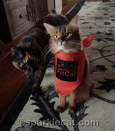 somali cat, tortoiseshell cat, orange bandana, Fitcat publishing
