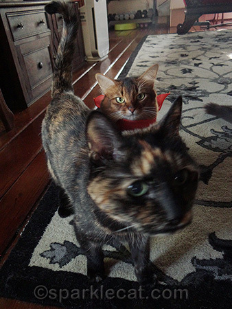 tortoiseshell cat, Binga, photo bomb