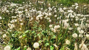 weeds