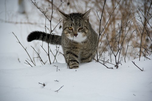 feral-cats-winter