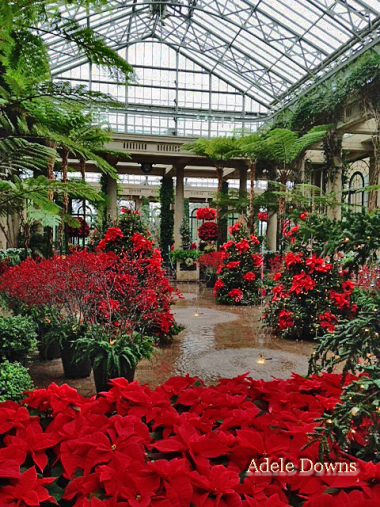 XmasLGPoinsettias1signed