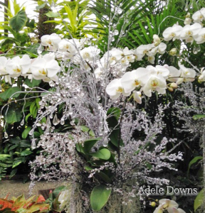 LGWinterWhiteOrchidssigned