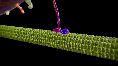 Respect for Kinesin Grows.jpg