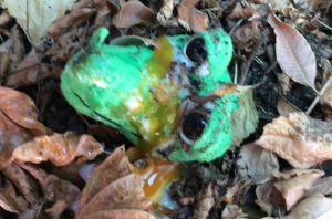 The baby crocodile hatches out....oh how cute.