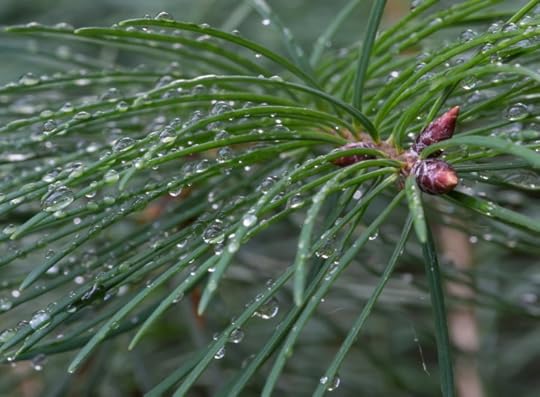 rainwater mitigation with trees