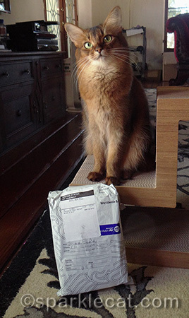 somali cat, cat with package, secret paws