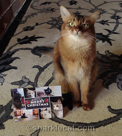 somali cat, christmas card, secret paws