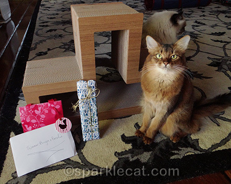 somali cat, ragdoll cat, Christmas gifts, secret paws