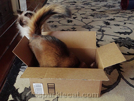somali cat, ragdoll cat, box, cat in box