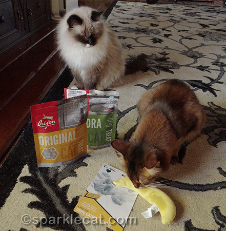 somali cat, ragdoll cat, orijen cat treats, catnip banana, cat toys, secret paws