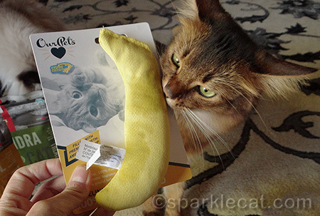 Somali cat, catnip banana, cat toy, secret paws