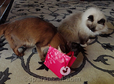 somali cat, ragdoll cat, gift bag, secret paws