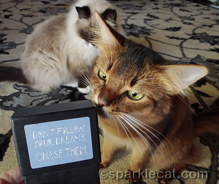 somali cat, ragdoll cat, secret paws, gift box, dreams