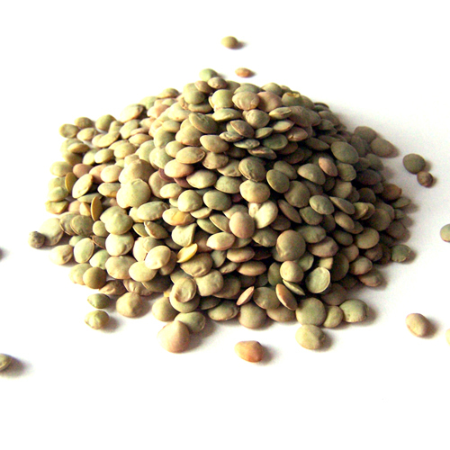 lentil
