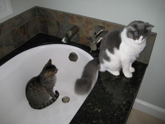 Joshua (in the tub) and Apache (on the edge).