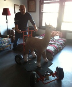 dolly llama