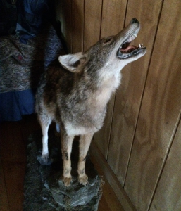CoyoteStuffed