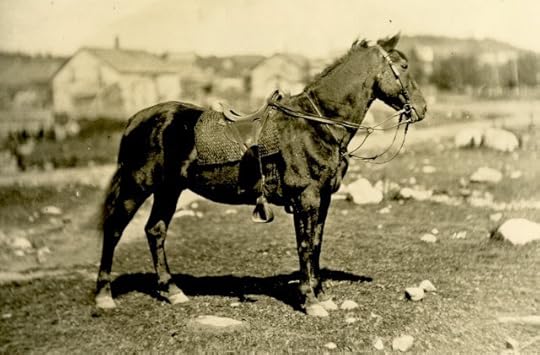 civil war horse
