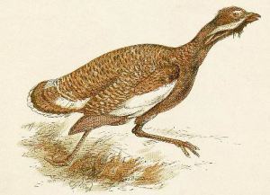 bustard