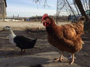 Drizzy and the Hen