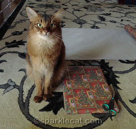 Somali cat, Christmas gifts, Christmas gift wrapping