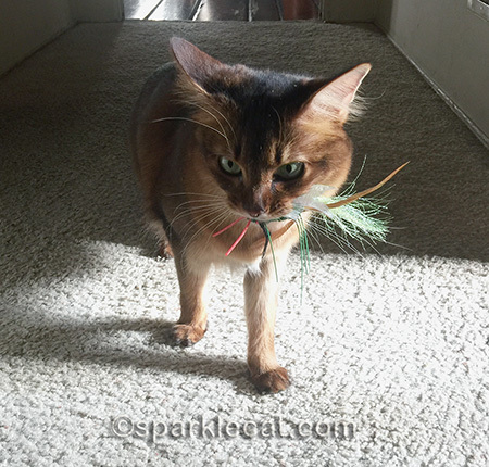 somali cat, cat toy, cat hunting, fierce kitty