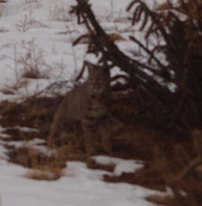 bobcat 2 crop