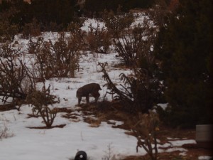 bobcat 1