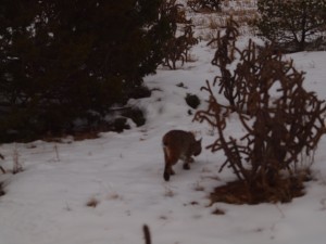 bobcat 3