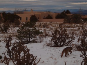 bobcat 4