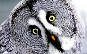 Image result for owl