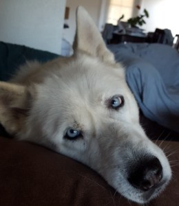 The last picture I took of Jake.