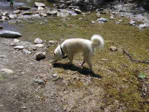 Young Jake at Big Rock Creek. These are the days I remember most and the memories that inspired my future novel.