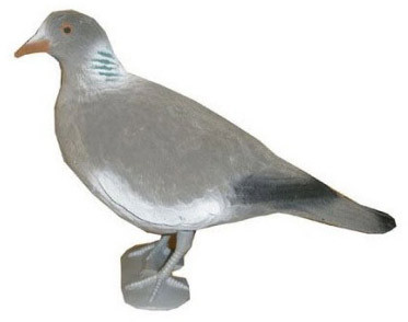 Pigeon