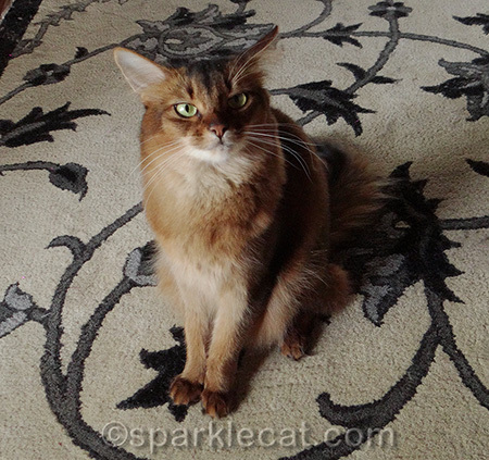 somali cat, mad cat, airplane ears