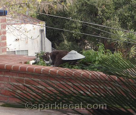 gray cat, tuxedo cat, catnip garden, cat and catnip plants