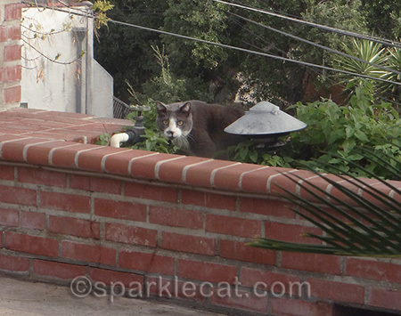 gray cat in catnip plants, catnip garden, gato, tuxedo cat