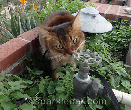 somali cat, catnip plants, catnip garden, somali cat in catnip garden