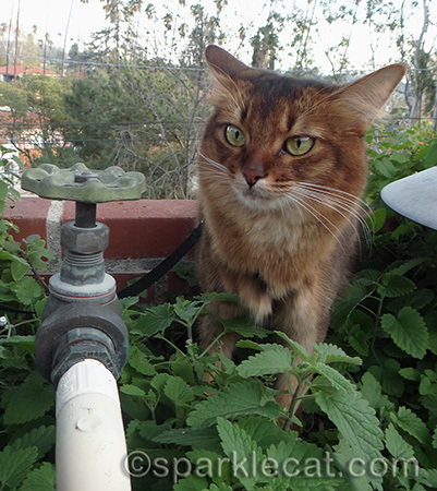 somali cat, airplane ears, catnip plants, catnip garden