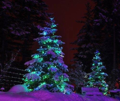 Snowy Lit Trees