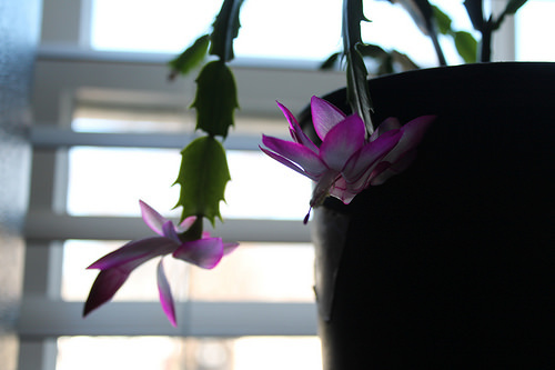 Christmas cactus blooms