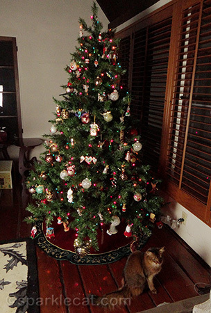 Christmas tree, Somali cat