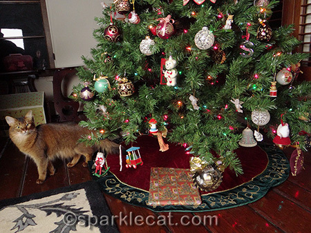 Christmas tree, Somali cat, Christmas present