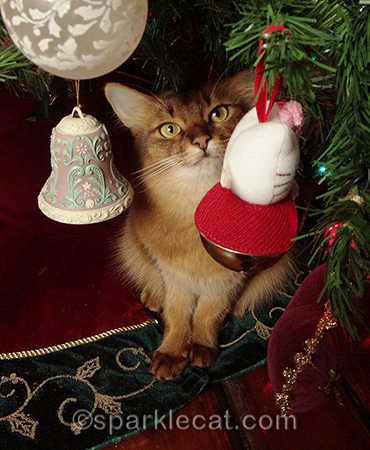 Somali cat under the Christmas tree